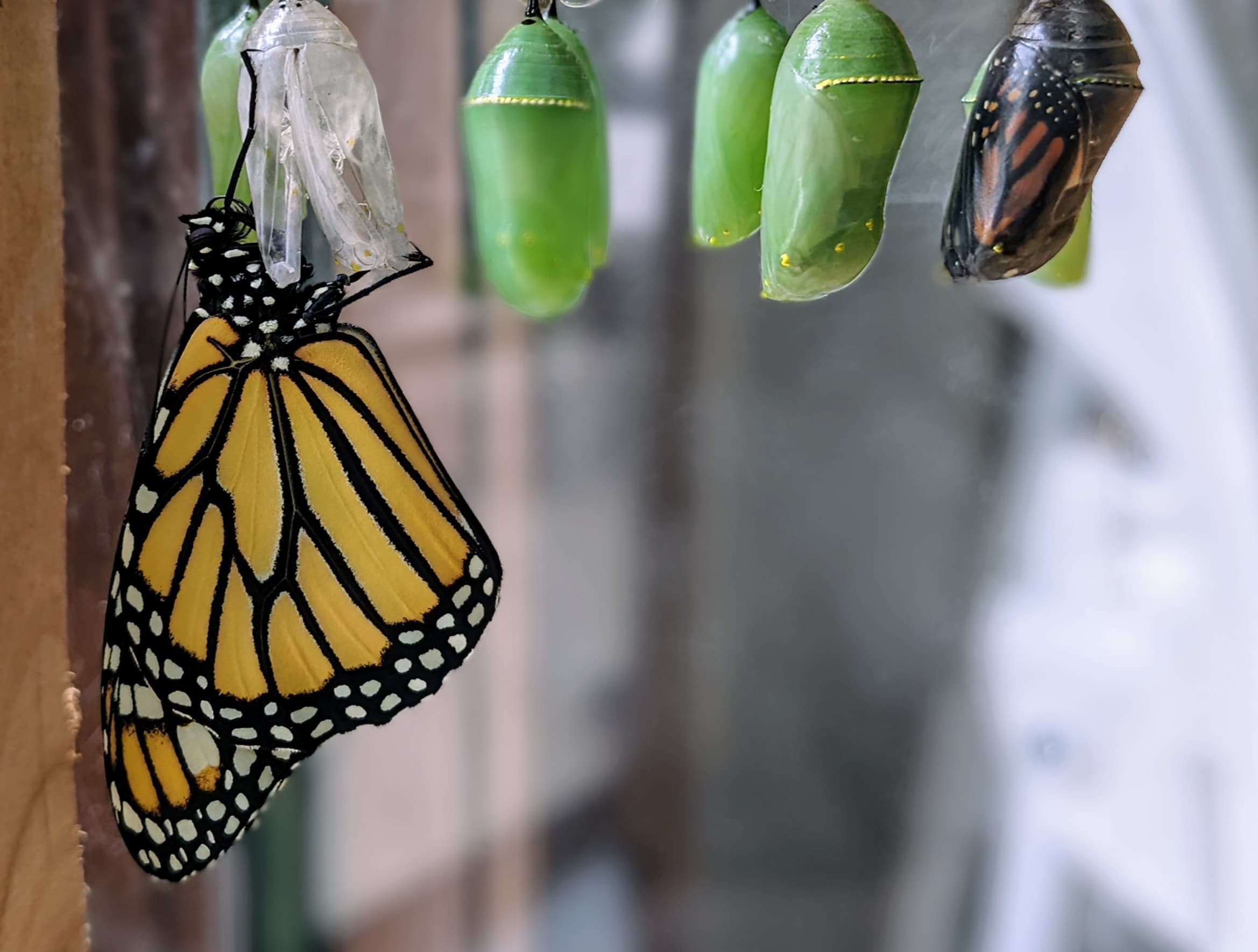 Butterfly transformation representing growth and development